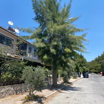 Ağaç Budama Talebimiz Sürekli Göz Ardı Ediliyor