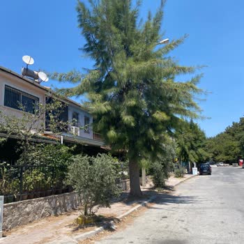 Ağaç Budama Talebimiz Sürekli Göz Ardı Ediliyor