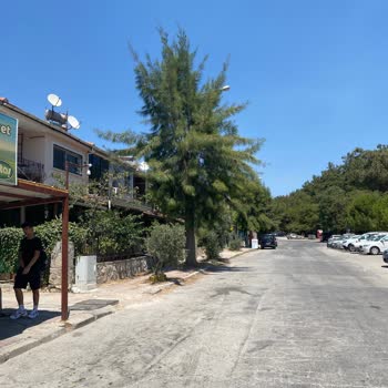 Ağaç Budama Talebimiz Sürekli Göz Ardı Ediliyor