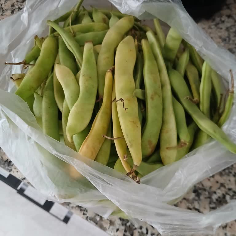 Çürümüş Fasulye Gönderildi, Paramı İstiyorum!