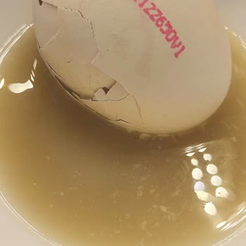 Yumurtacım Getir'den Aldığım Organik Yumurtadan Çıkan Sağlıksız Ürün Şoku