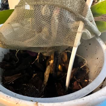 Çürük Orkide, Sinekler Ve Kötü Koku İle Büyük Hayal Kırıklığı