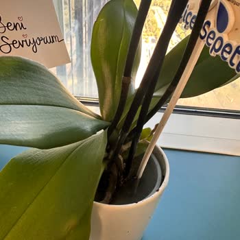 Çürük Orkide, Sinekler Ve Kötü Koku İle Büyük Hayal Kırıklığı