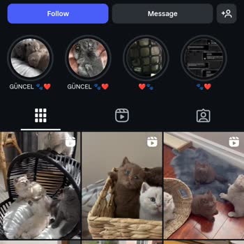 Instagram'da Ücretsiz Sahiplendirme Vaadiyle Ücret Talep Edilmesi Mağduriyet Yaratıyor