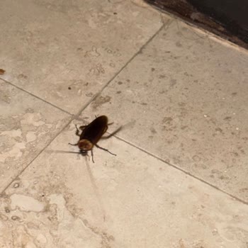 Martı Resort Hotel Temizliği ve Hizmet Kalitesi Hayal Kırıklığı Yarattı