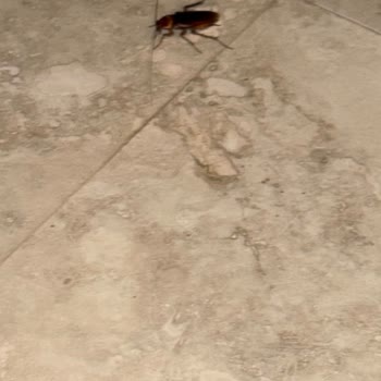 Martı Resort Hotel Temizliği ve Hizmet Kalitesi Hayal Kırıklığı Yarattı