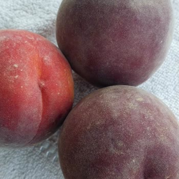 BİM Çalışanının Kaba Davranışıyla Karşılaştım, Özür Bekliyorum