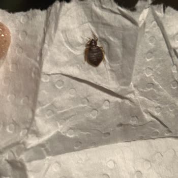 Düzce Güven Turizm Otobüste Tahta Kurusu Böcekleri Ve Kayıp Valizle Mağduriyet Yaşadık