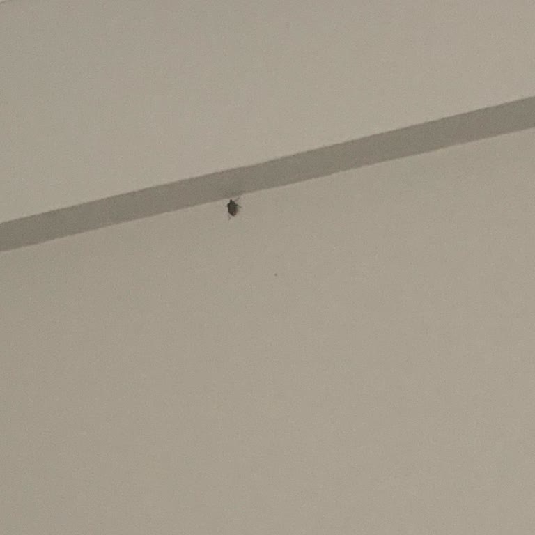 Sıcak Havalarda Yetersiz İlaçlama Nedeniyle Artan Böcek Sorunu