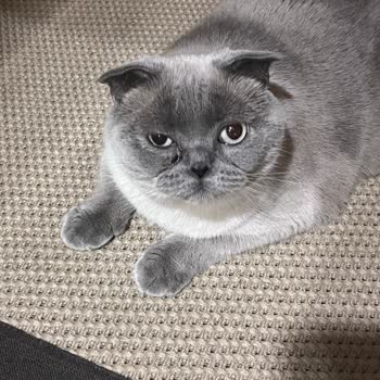 Proline Bebek Pudra Kokulu Kedi Kumu Sağlık Ve Kalite Sorunları