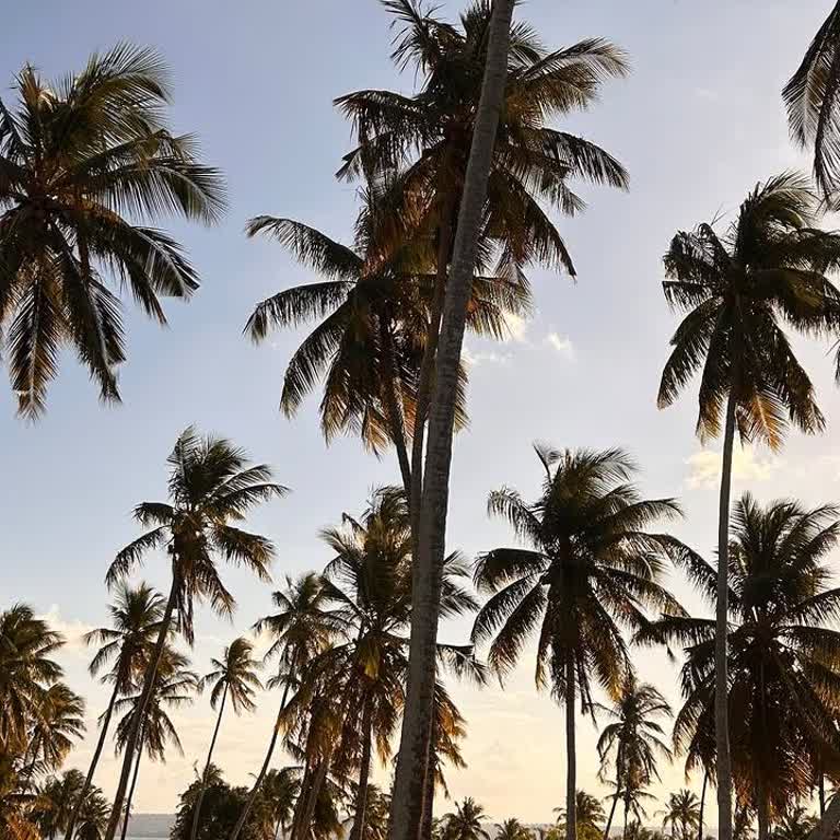 Kedi Kumu Siparişim 9 Gündür Teslim Edilmedi, Sahte Takip Numarası Verildi