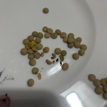 Hasata Yeşil Mercimekte Böcek Şoku Yaşadım, Mağduriyetimin Giderilmesini İstiyorum