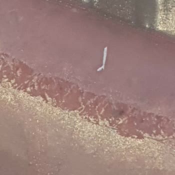 Torku Kasap Sucukta Siyah Oluşumlar Ve İlgisiz Müşteri Hizmetleri