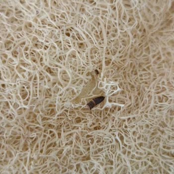 Aldığım Duş Kesesinden Böcek Çıktı, Hijyen Konusunda Hayal Kırıklığı Yaşadım