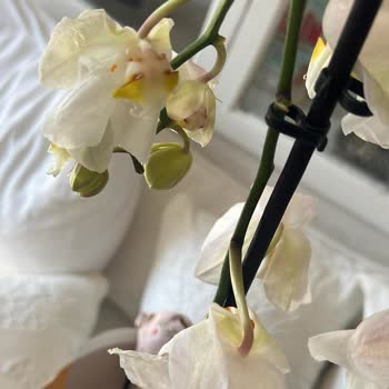 Solmuş Ve Zarar Görmüş Çiçek, Cevapsız Müşteri Hizmeti