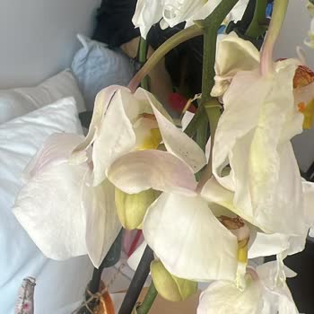 Solmuş Ve Zarar Görmüş Çiçek, Cevapsız Müşteri Hizmeti