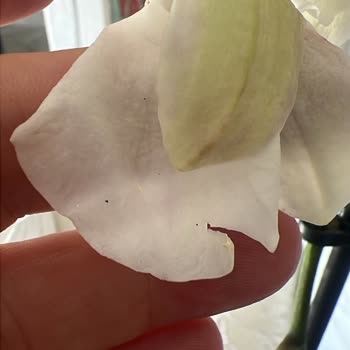 Solmuş Ve Zarar Görmüş Çiçek, Cevapsız Müşteri Hizmeti