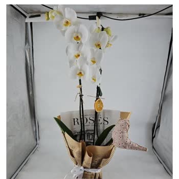 Solmuş Ve Zarar Görmüş Çiçek, Cevapsız Müşteri Hizmeti