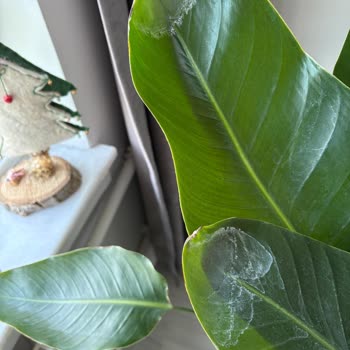 Geç Teslimat Ve Sorunlu Ürün Deneyimi