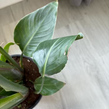 Geç Teslimat Ve Sorunlu Ürün Deneyimi