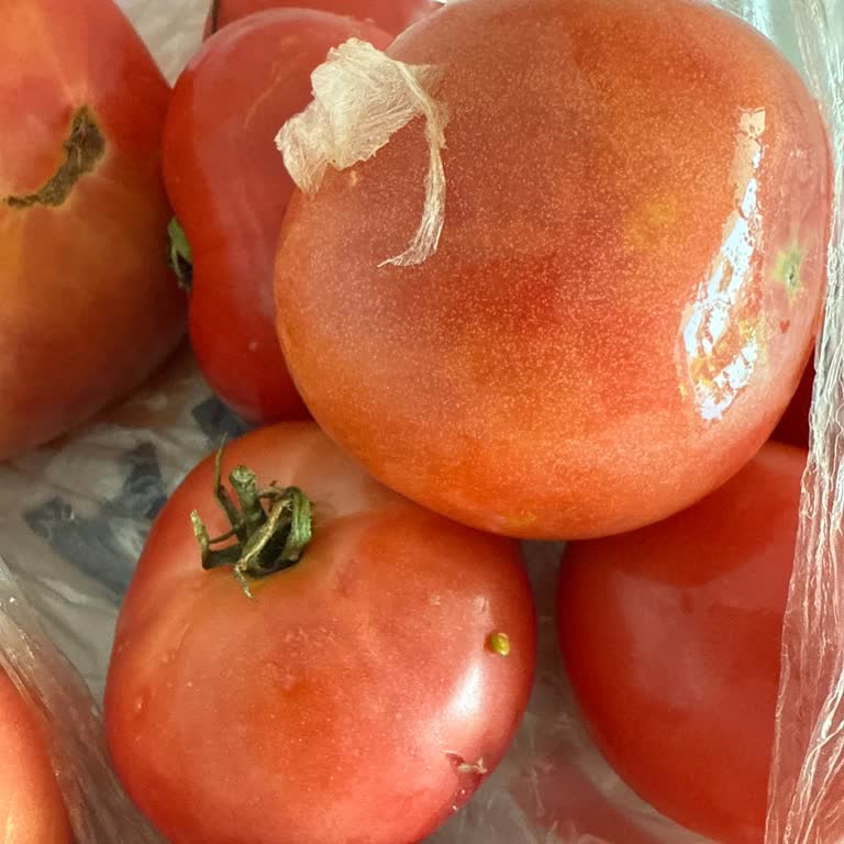 Dondurma Eridi Domates Patladı Migros Müşteri Hizmetleri Çözüm Sunmadı