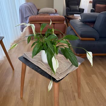 Solmuş Çiçek Teslimatı Ve İlgisiz Kurye Deneyimi