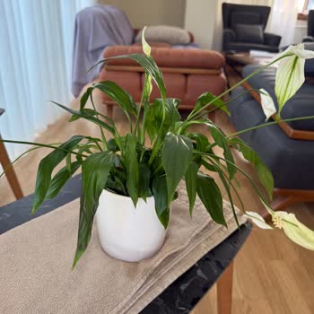 Solmuş Çiçek Teslimatı Ve İlgisiz Kurye Deneyimi