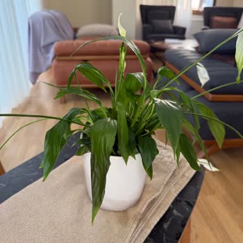 Solmuş Çiçek Teslimatı Ve İlgisiz Kurye Deneyimi