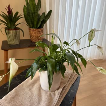 Solmuş Çiçek Teslimatı Ve İlgisiz Kurye Deneyimi