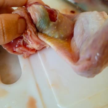 Taze Olmayan Tavuk Teslimatı Hayal Kırıklığı Yarattı