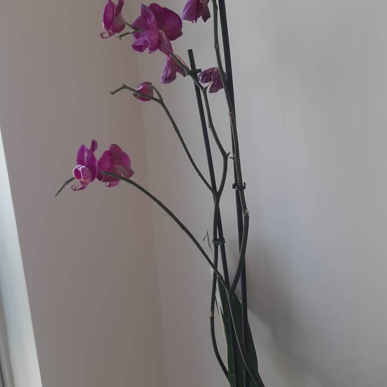 Sipariş Ettiğim Orkide Solmuş Ve Müşteri Hizmetleri Yardımcı Olmadı