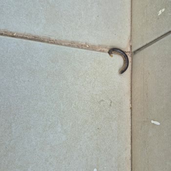 Oda Temizliği Ve Hijyen Sorunu Çocukları Korkuttu