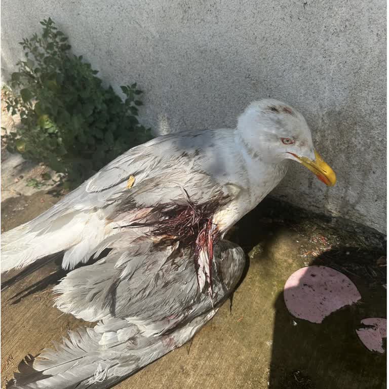 Yaralı Martı İçin Yardım Talebim İnsanlık Dışı Yanıtla Karşılandı