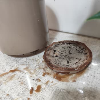 Çiçek Sepeti'nden Aldığım Saksı Kısa Sürede Bozuldu, Müşteri Hizmetleri Yardımcı Olmadı