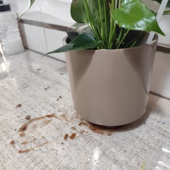 Çiçek Sepeti'nden Aldığım Saksı Kısa Sürede Bozuldu, Müşteri Hizmetleri Yardımcı Olmadı