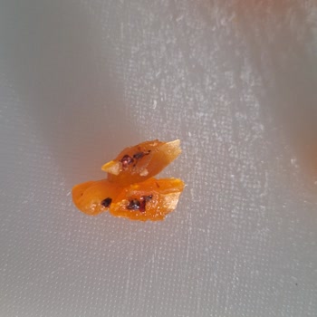 Aldığım Kuru Kayısıdan Böcek Çıktı, Güvenim Sarsıldı