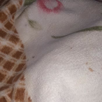 Merve Koltuk Yıkama (Çiğli) Battaniyeyi Kirli Getirdi