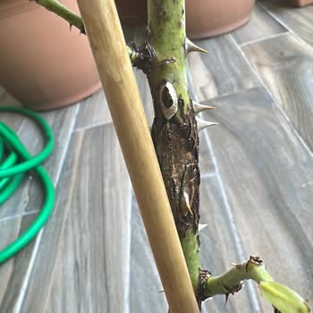 Hasta Gelen Bitki İçin İade Talebi Reddedildi