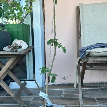 Hasta Gelen Bitki İçin İade Talebi Reddedildi