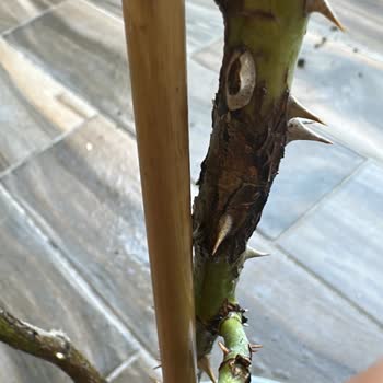 Hasta Gelen Bitki İçin İade Talebi Reddedildi