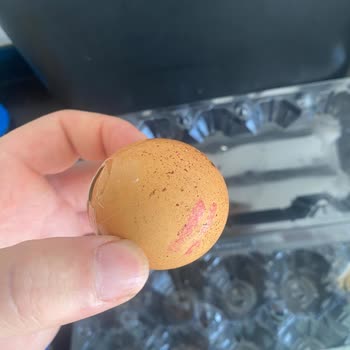 A101 Aldığım Organik Yumurtalar Taze Çıkmadı, Sağlığım Riske Girdi