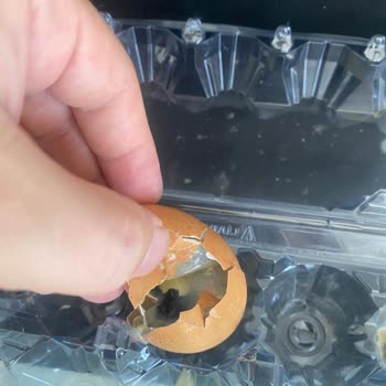 A101 Aldığım Organik Yumurtalar Taze Çıkmadı, Sağlığım Riske Girdi