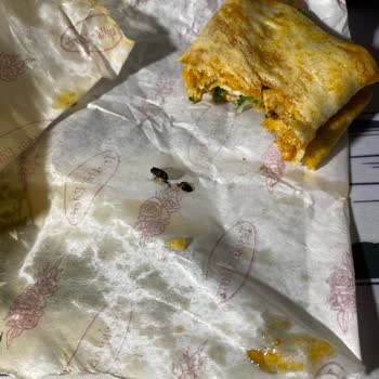 Yemekte Böcek Şoku Ve Hijyen Sorunu