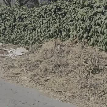 Bakırköy Belediyesi Füze Sokak 20 Gündür Sokakta Bekleyen Çalı Çırpı
