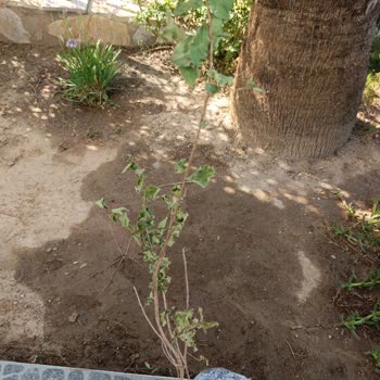 Bitkisatisi.com.tr Eksik ve Sorunlu Ürün Teslimatı