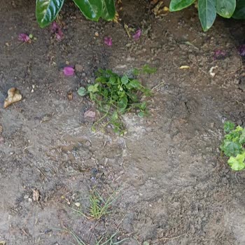 Bitkisatisi.com.tr Eksik ve Sorunlu Ürün Teslimatı