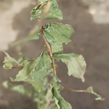 Bitkisatisi.com.tr Eksik ve Sorunlu Ürün Teslimatı