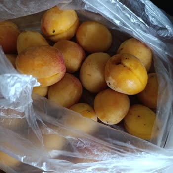 Migros’tan Gelen Çürük Meyveler Ve İlgisiz Mağaza