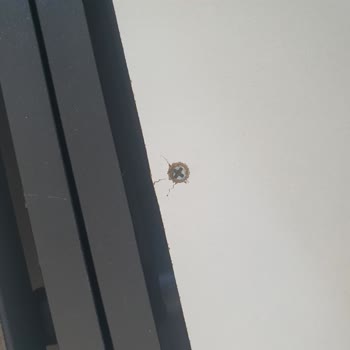 Lunna Bella Ürün Yollamadan Önce Kalite Kontrolü Yapılmamış