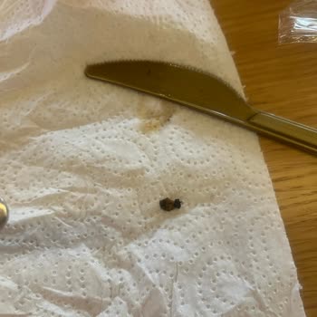 Siparişimden Böcek Çıktı, Destek Sıfır!